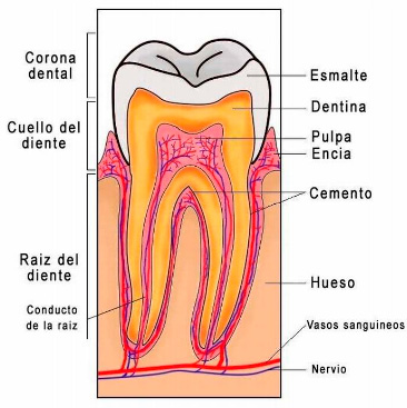 diente-sensible
